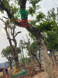 Thi công thực tế 98
