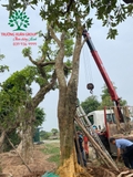 Thi công thực tế 98
