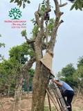 Thi công thực tế 98