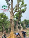 Thi công thực tế 98