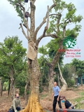 Thi công thực tế 98