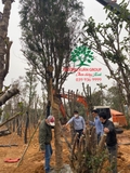Thi công thực tế 99