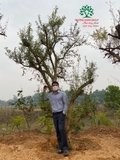 Thi công thực tế 99