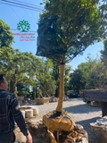 Thi công thực tế 97