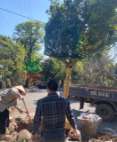 Thi công thực tế 97