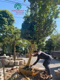 Thi công thực tế 97