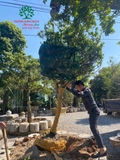 Thi công thực tế 97