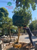 Thi công thực tế 97