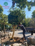 Thi công thực tế 97