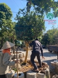 Thi công thực tế 97