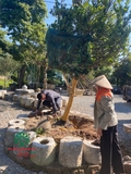 Thi công thực tế 97