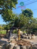 Thi công thực tế 97