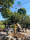 Thi công thực tế 97