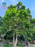 HOA NGỌC LAN