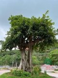 Cây Đa