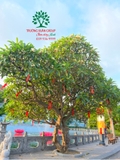 Cây Đại