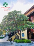 Cây Đại