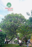 Cây Đại