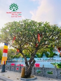 Cây Đại