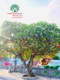 Cây Đại