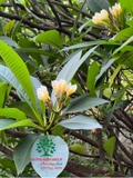 Cây Đại
