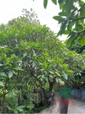 Cây Đại