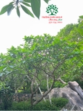 Cây Đại