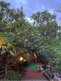 Cây Đại