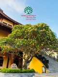 Cây Đại