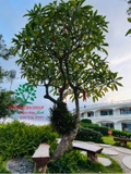 Cây Đại