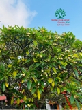 Cây Đại