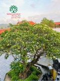 Cây Đại