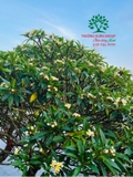 Cây Đại