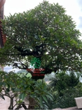 Cây Đại