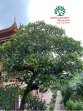 Cây Đại