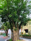CÂY SANH