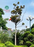 Cây Sen Đất