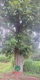 Cây Chôm Chôm