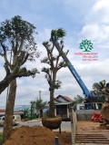 Thi công thực tế 100