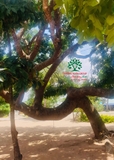 Cây Xà Cừ