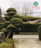 Tùng La Hán