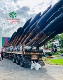 Thi công thực tế 103