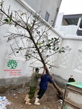 Thi công thực tế 102
