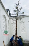 Thi công thực tế 102