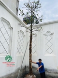 Thi công thực tế 102