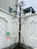 Thi công thực tế 102