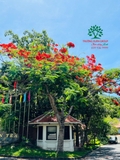 Cây Phượng