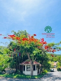 Cây Phượng