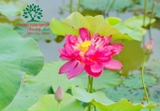 Hoa Sen
