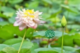 Hoa Sen